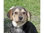 Adopt Dobby AA a German Shepherd Dog Husky