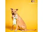 Adopt Clover a Labrador Retriever