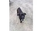 Adopt Champ a Labrador Retriever Pit Bull Terrier