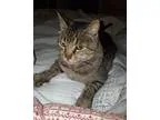 Adopt Toby a Tabby