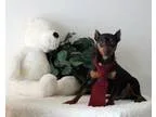 Adopt Cheetoh a Miniature Pinscher