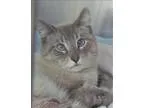 Adopt Landon a Domestic Shorthair  Mixed cat in Escondido CA (15