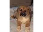 Adopt COLLIE MIX PUPPIES (AUBURN) a Collie