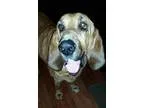 Adopt Ruby a RedGoldenOrangeCh estnut Bloodhound  Mixed dog in F