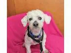 Adopt Bailey a Miniature Poodle  Mixed dog in San Francisco CA (