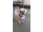 Adopt Coffee a White - with Gray or Silver Shih Tzu  Mixed dog i