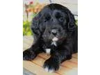 Goldendoodle Pups Loving and Ready Now