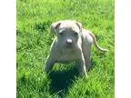 Adopt BOXER  STAFFY BABY GIRL a Boxer Staffordshire Bull Terrier