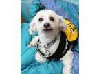 Adopt Sniffy a Miniature Poodle  Mixed dog in San Francisco CA (