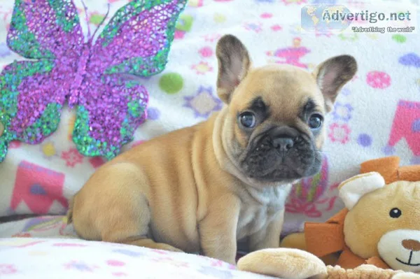 AKC French bulldog Dona