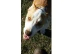 Mistletoe - Female Pit Bull TerrierBoxer Mix