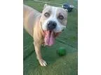 Teddy bear 2 year old male