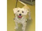 Adopt Ozzie a Miniature Poodle  Cairn Terrier  Mixed dog in Esco