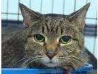 Adopt Cornelia APPLE VALLEY PETCO a Tabby - Brown