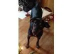 Adopt Bella in New England a Black - with Tan Yellow or Fawn Coo