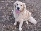 Male Puppies