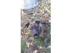 Adopt AUTUMN a Pit Bull Terrier