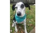 Adopt Pepper Dog a Black - with White Rat Terrier  Cattle Dog  M