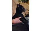Adopt Rider a Black Labrador Retriever  Mixed dog in White Settl