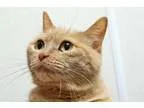 Adopt Tinka a Cream or Ivory Domestic Shorthair  Mixed cat in La
