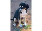 Adopt Coonhound Baby Boy 3 a Coonhound