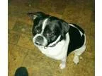 Adopt Scrappy a Pug Jack Russell Terrier