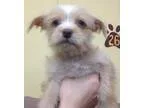 Adopt Jerry a TanYellowFawn Terrier (Unknown Type Medium)  Mixed