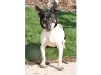 Adopt Jac a Jack Russell Terrier