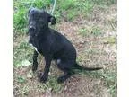 Adopt Polly a Black - with White Rat Terrier  Miniature Pinscher