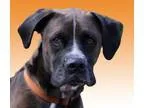 Adopt Kevin a Boxer  Australian Shepherd  Mixed dog in Wichita K