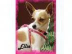Adopt Ellie a Toy Fox Terrier