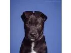 Adopt Wilona (baby girl) a Domestic Short Hair