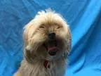 Adopt Daisy NEEDS FOSTER a White Cairn Terrier  Mixed dog in St.
