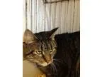 Adopt Boots-Wolverine a Domestic Shorthair  Mixed (short coat) c