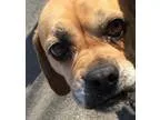 Adopt Mimzey a Beagle Pug