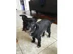 Adopt Cookie a Schnauzer