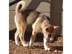 Adopt Priscilla (Referral) a Siberian Husky Akita