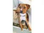 Adopt Quinn a TanYellowFawn - with White Boxer  Mixed dog in Eng