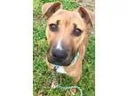 Adopt Begonia a BrownChocolate - with White Boxer  Mixed dog in 