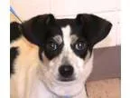 Adopt Flash a Feist Jack Russell Terrier