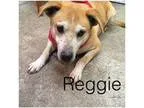 Adopt Reggie a Husky Labrador Retriever