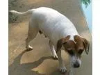 Adopt Lady Bird a Jack Russell Terrier Beagle