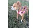 Adopt Zayde a Pit Bull Terrier