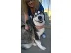 Adopt Nadia a Siberian Husky