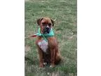 Adopt Kita a RedGoldenOrangeCh estnut - with White Boxer  Mixed 
