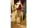 Adopt Zoey a Pit Bull Terrier