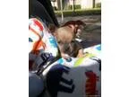 chihuahua quotpug puppies - Price