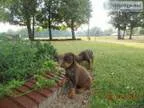 AKC Doberman Puppies - Price .