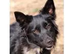 Adopt Nala a Black Australian Shepherd  Border Collie  Mixed dog