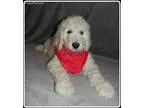 Adopt Muriel a Australian Cattle Dog (Blue Heeler)